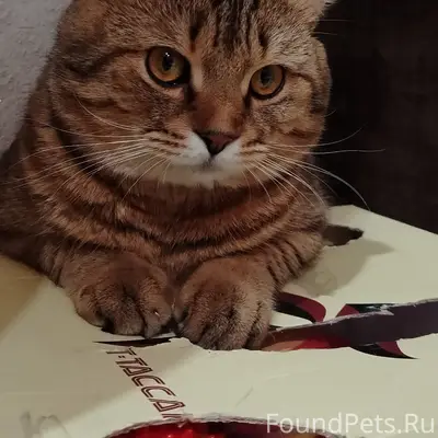 Пропал кот, вознаграждение за возврат