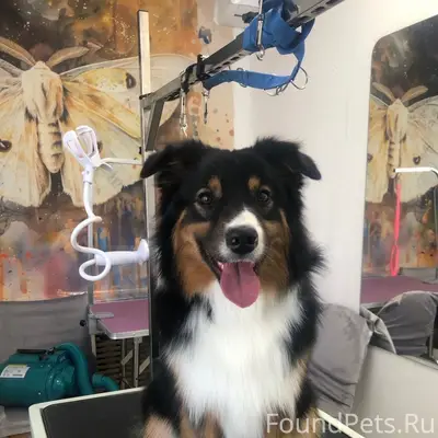 Пропал кобель, улица Тимирязева