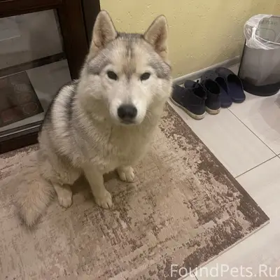 Пропала собака Венди, пролёт Глушанки/Криволучье