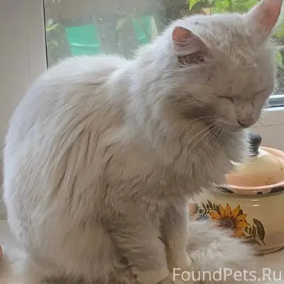 Пропал белый кот, пос. Косогорный