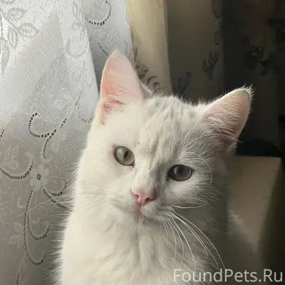 Пропал кот, между улицей Пролетарская и Пионерская