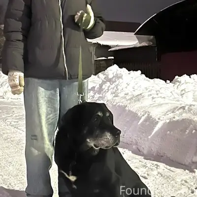 Пропал лабрадор Граф, р-н. Западный