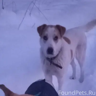 Пропала помесь хаски, сегодня