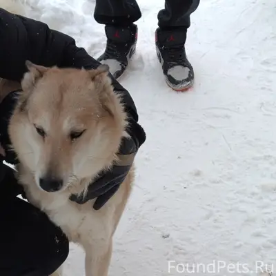Найдена собака, Новоуральск, приют Джим