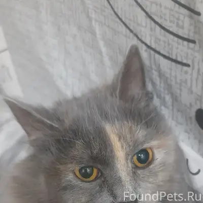 Пропала кошка, Унеча