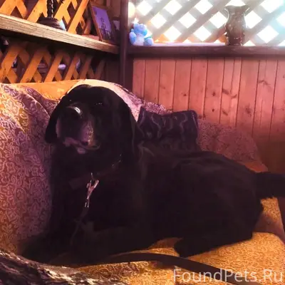 Пропал лабрадор Граф, р-н. Западный