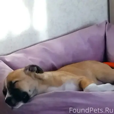 Пропала собака, д. Журавлёва