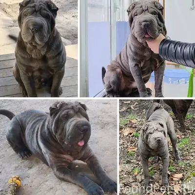 Пропал шарпей Рич, Таганрог