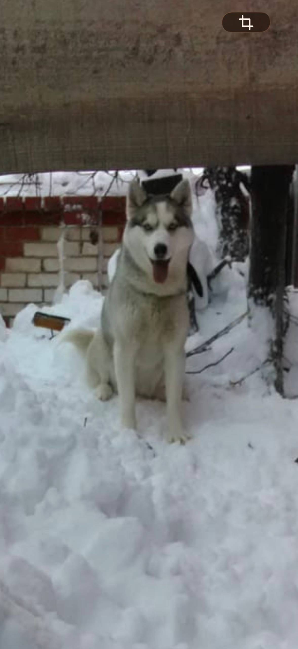 Пропала собака, свяжитесь по телефону