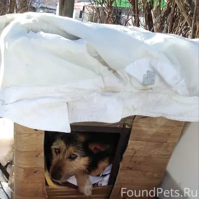 Пропала собака Люба, Приокский район