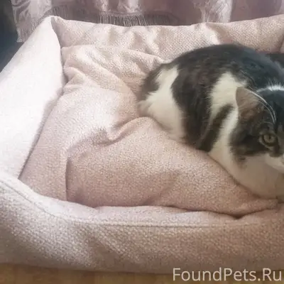 Пропал кот Макс, район улиц Больничная и Пугачевская