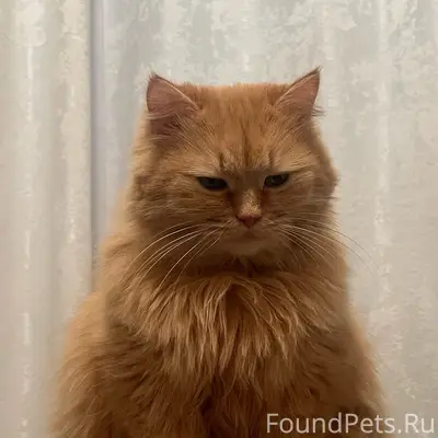 Пропала кошка Мика, ул. Бирюзова