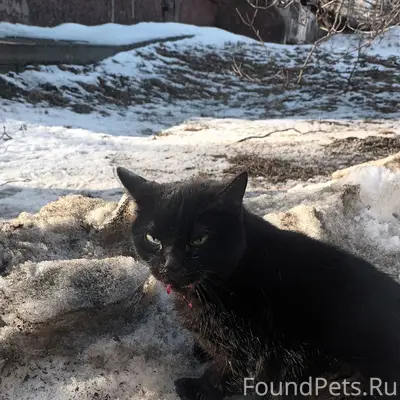 Найдена кошка, Петрозаводск, улица Ленинградская