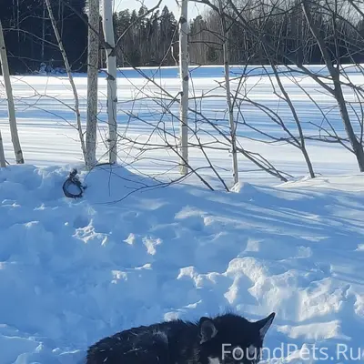 Найден пёс, Пермский край, с. Зернино