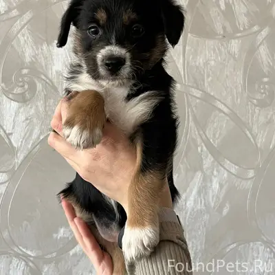 Найден щенок, Улан-Удэ