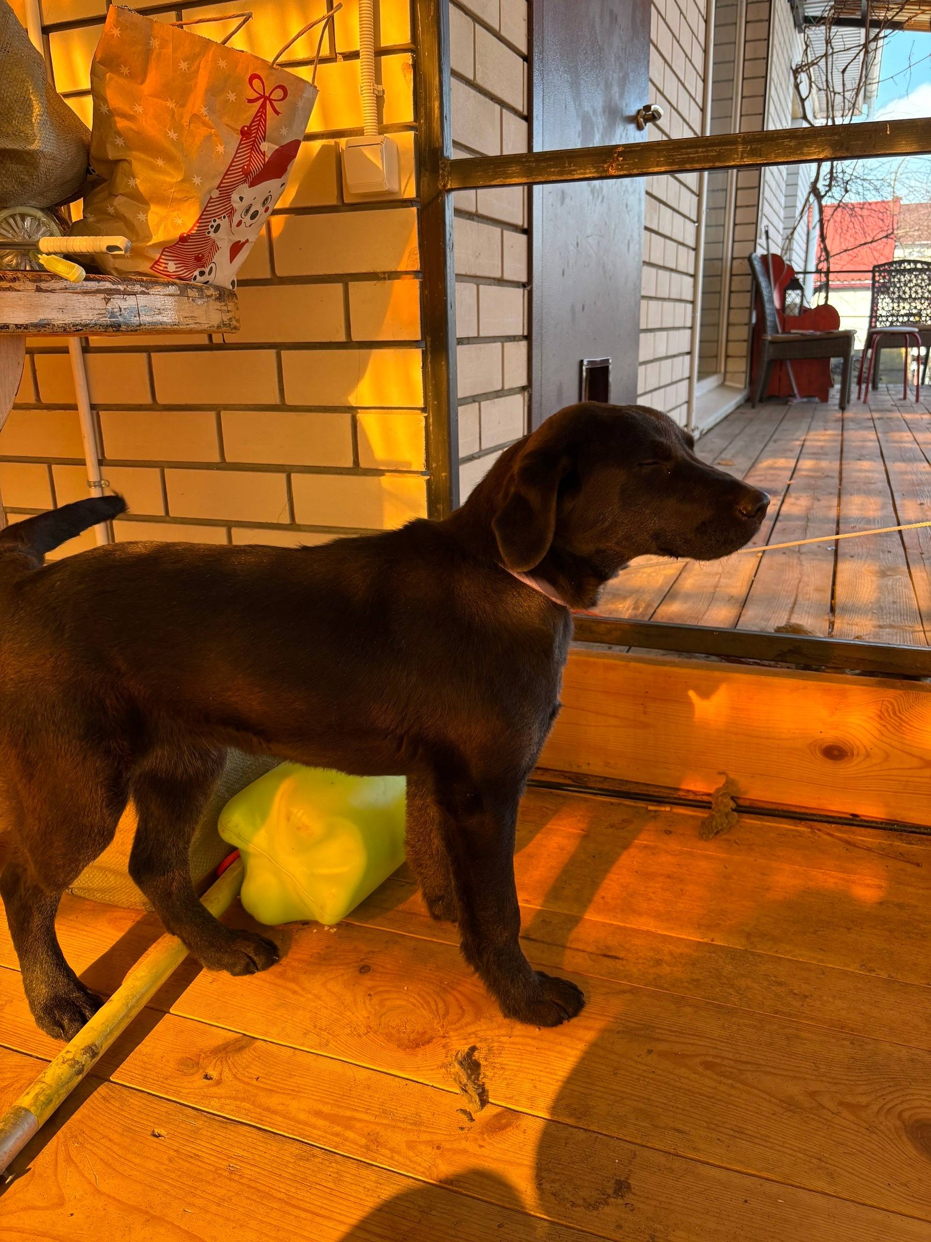 Найден лабрадор (подросток), ул. Свободы