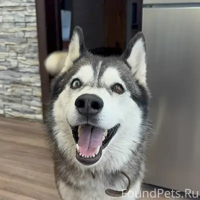 Пропала сибирский хаски Дана, Демский район г. Уфы