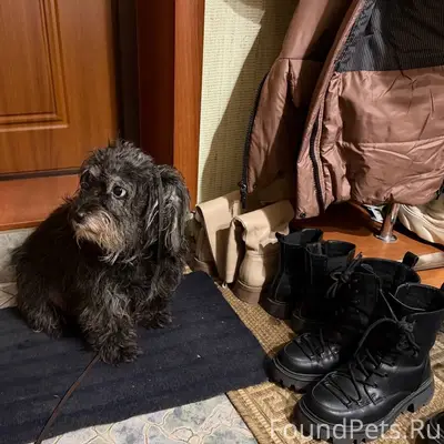 Найден тип собака, Маяковского, 9