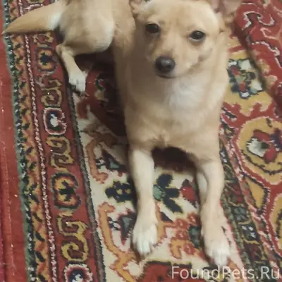 Пропала тойтерьер Боня, центр города