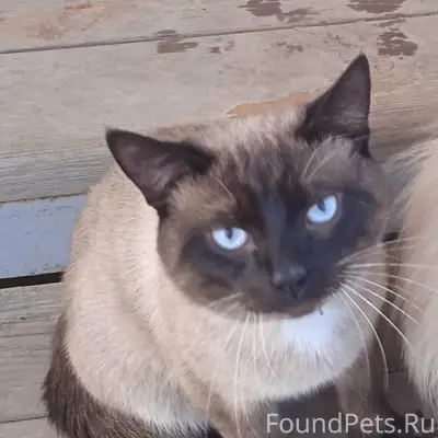 Пропал кот Мурзик, Центральная 15