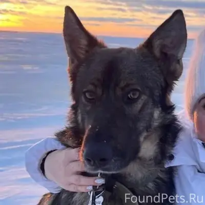 Пропал пёс Малыш