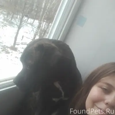 Пропала собака,