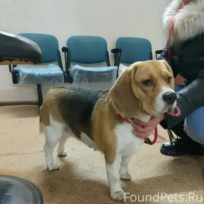 Найдена собака Крастец, 26 Бакинских комиссаров