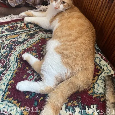 Пропал котёнок