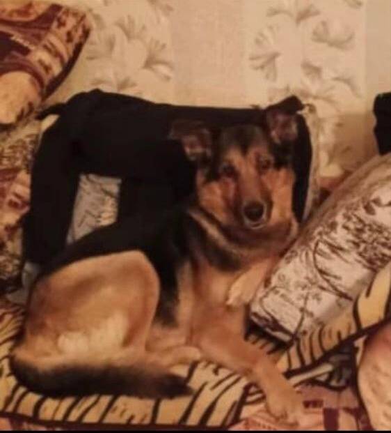 Пропал пёс Ларик, Шафиева — Универмаг, Уфа