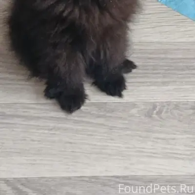 Пропал черный шпиц, район магазина Для вас