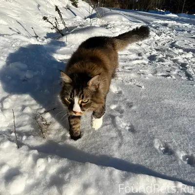 Пропал домашний кот Валерьян, поселок Тарулинна