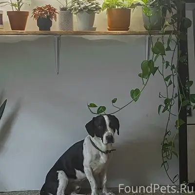 Пропал метис бассета Рич, улица Фрунзе