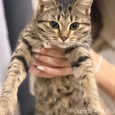 Найдена кошка, около тц Радуга