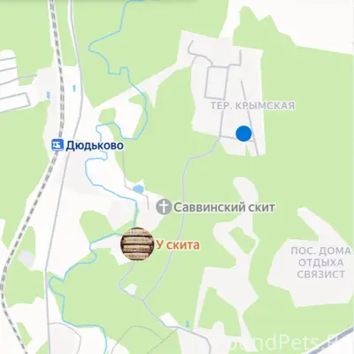 Русская голубая , кот у источников Успенского Собора,  г. Звенигород