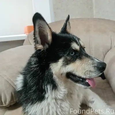 Найден кобель, Ярославль, Брагино