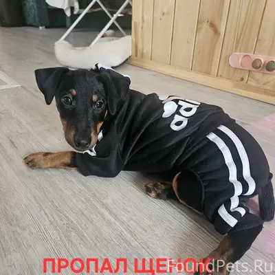 Пропал ягдтерьер Бес, Анисовка