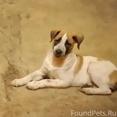 Пропал пёс Стёпа, район магазина Газтехника