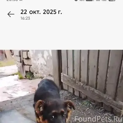 Пропала собака Айза, район 38 школы