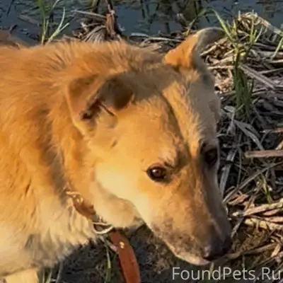 Пропал рыжий пёс Боб, Молодёжка