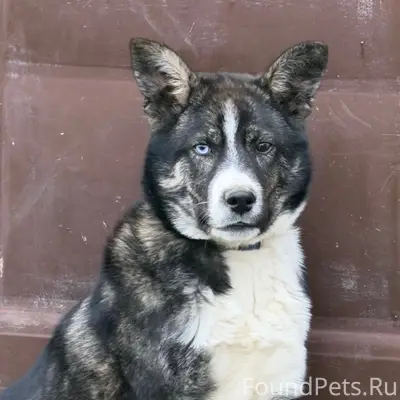 Пропал пёс Пират, ул. Малышева