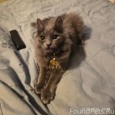 Пропал кот, дом Юных Ленинцев 48