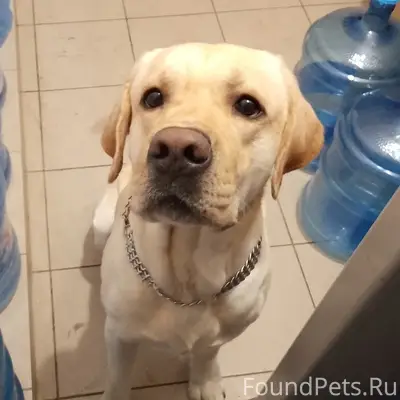 Пропала собака, Усолье Строгановское