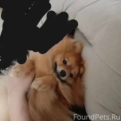 Пропал шпиц Тоби, Советский