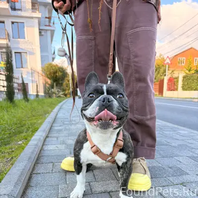 Найден французский бульдог, Мирный