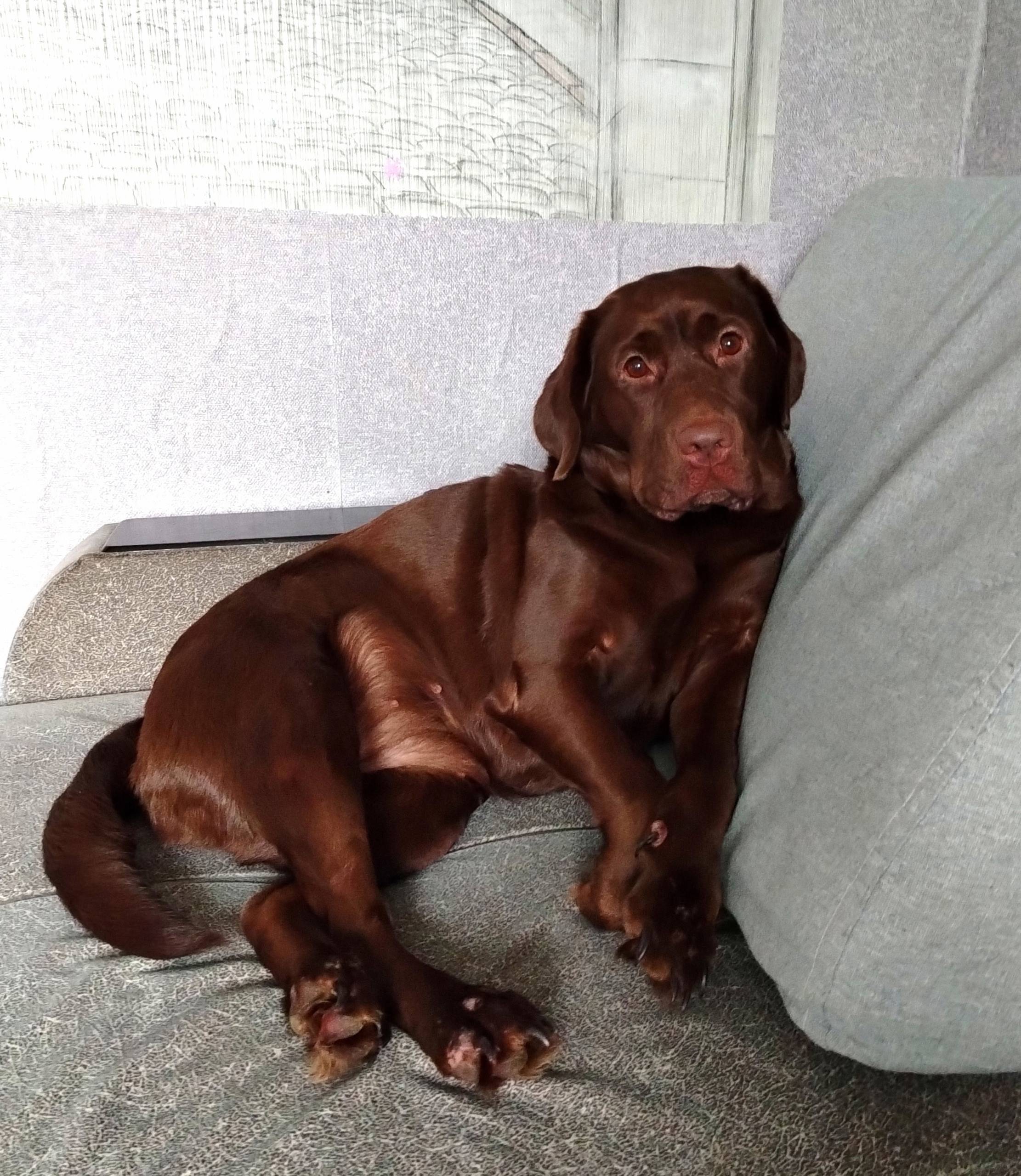 Пропала собака Агата, п. Епифань