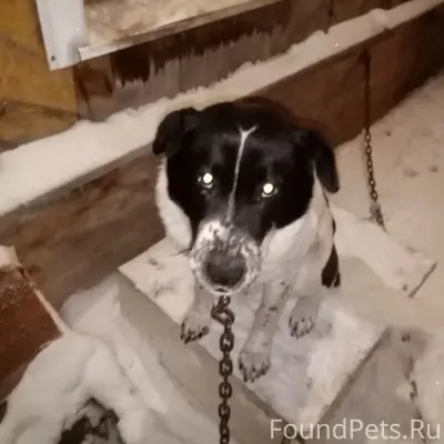 Пропал пёс, Чунжино