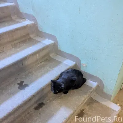 Найден чёрный кот/кошка на улице Ровио