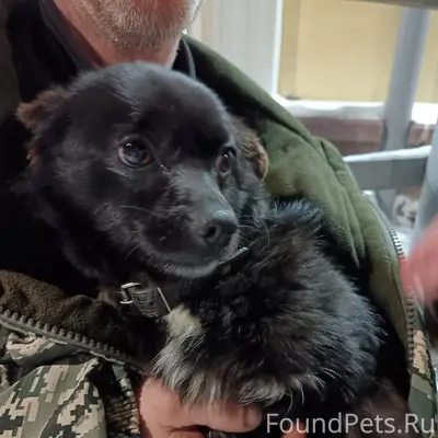 Найден кобель, трёхногий, улица бр. Пудовкиных