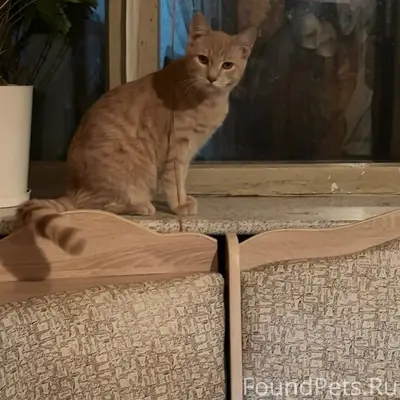 Пропал кот Бакс, Линейная 18