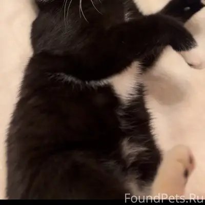 Пропала гладкошёрстная кошка, в районе 8 дома